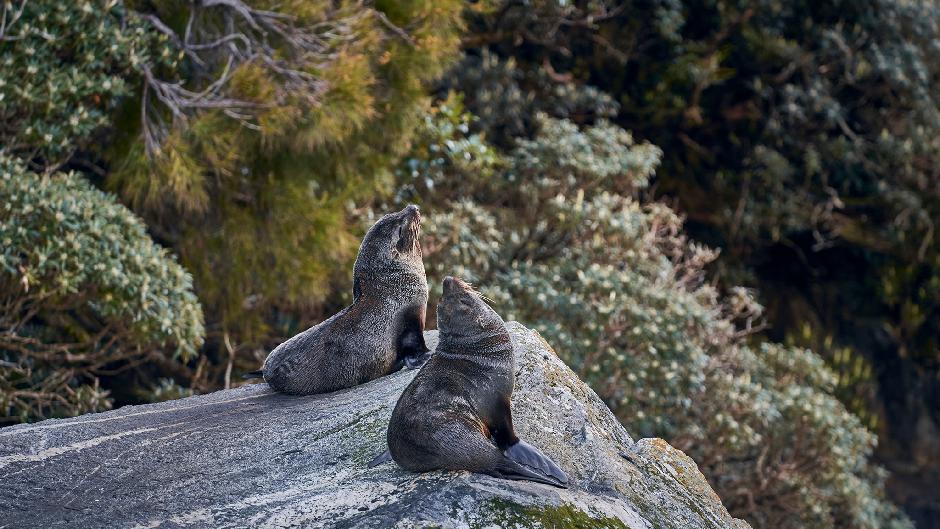 Experience an unforgettable overnight Cruise in Milford Sound aboard the Milford Mariner